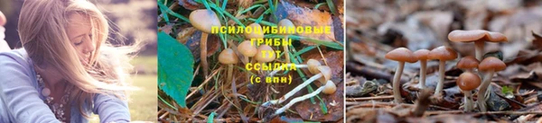 мяу мяу мука Белоозёрский